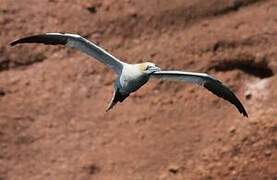 Northern Gannet