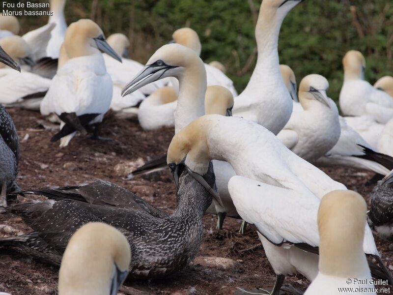 Northern Gannet