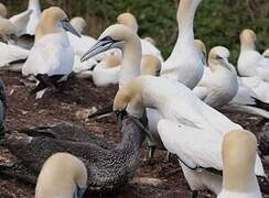 Northern Gannet