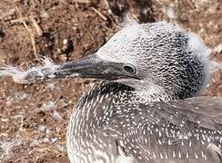 Northern Gannet