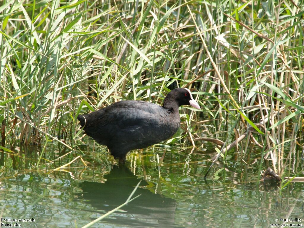 Foulque macroule