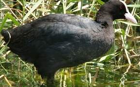 Eurasian Coot