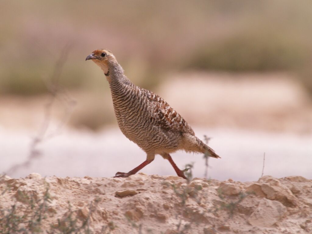 Francolin gris