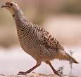 Francolin gris