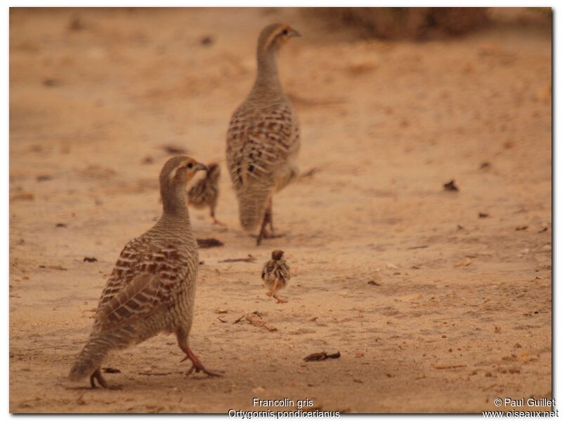 Grey Francolin adult, Behaviour