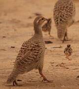 Francolin gris