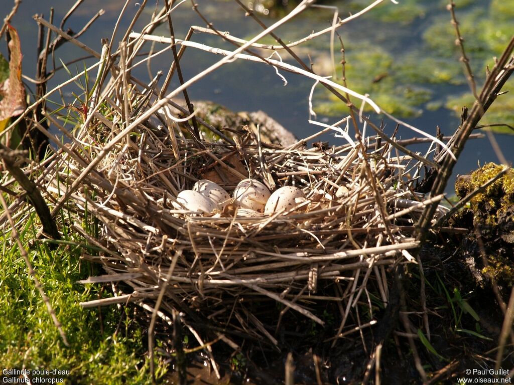 Gallinule poule-d'eau