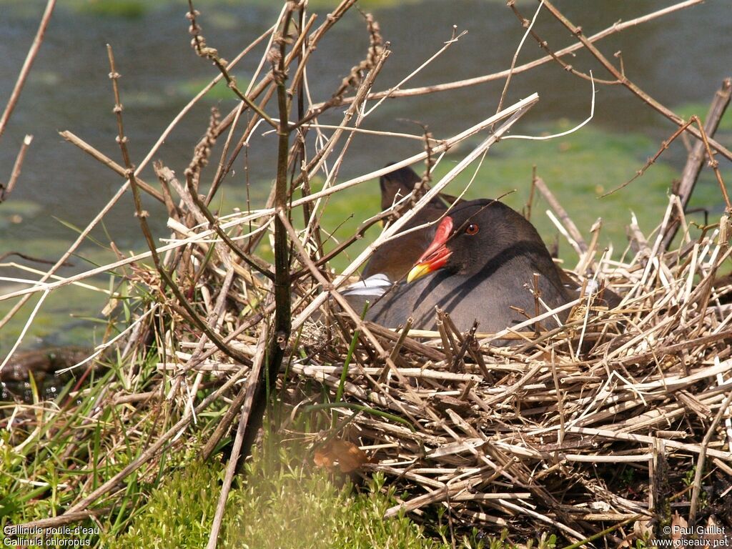 Gallinule poule-d'eau femelle adulte