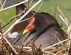 Gallinule poule-d'eau