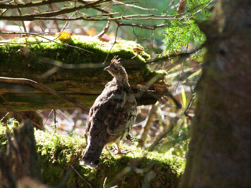 Ruffed Grouse