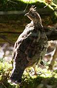 Ruffed Grouse