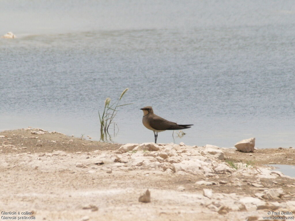 Collared Pratincole