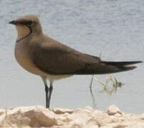 Collared Pratincole