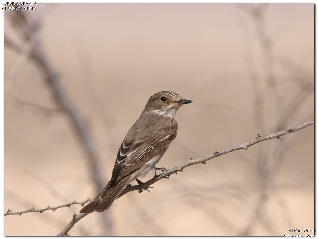 Spotted Flycatcheradult