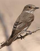 Spotted Flycatcher