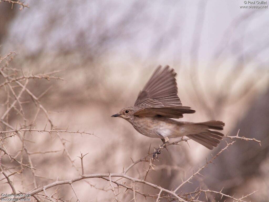 Spotted Flycatcher female