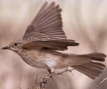 Spotted Flycatcher