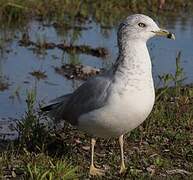 Ring-billed Gull