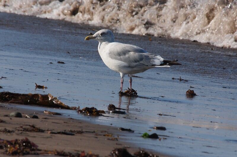 American Herring Gull