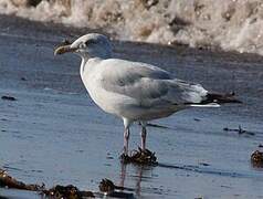 American Herring Gull