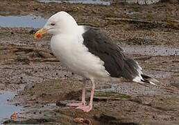 Great Black-backed Gull