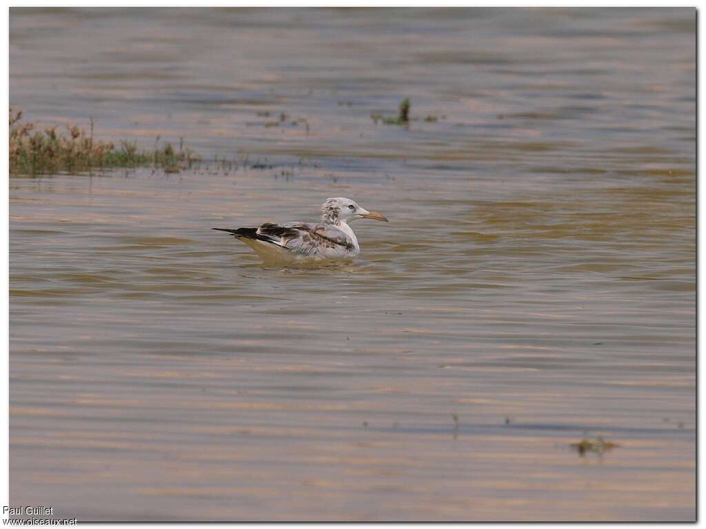 Slender-billed GullFirst year, identification