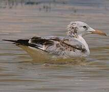 Slender-billed Gull