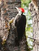 Pileated Woodpecker