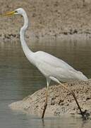 Grande Aigrette