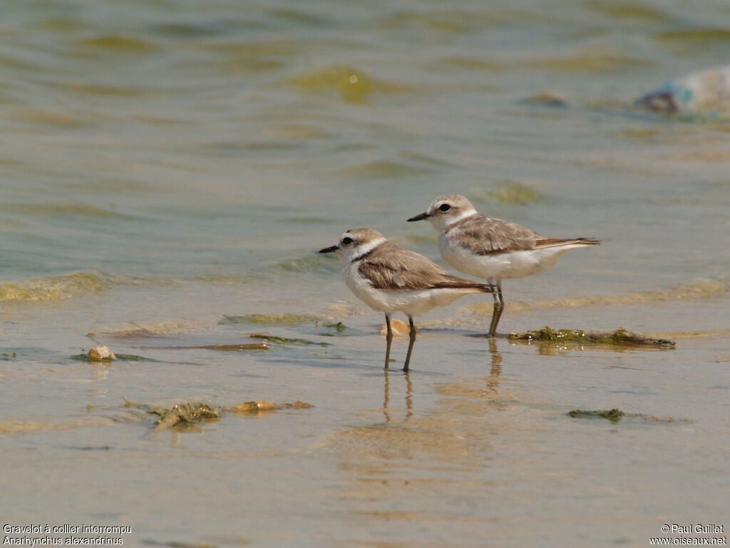 Kentish Ploveradult