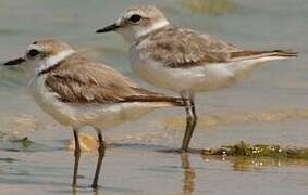 Kentish Plover