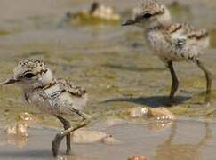 Kentish Plover