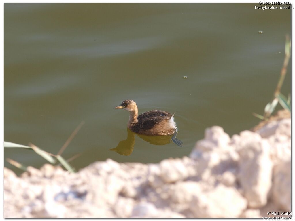 Little Grebe