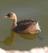 Little Grebe