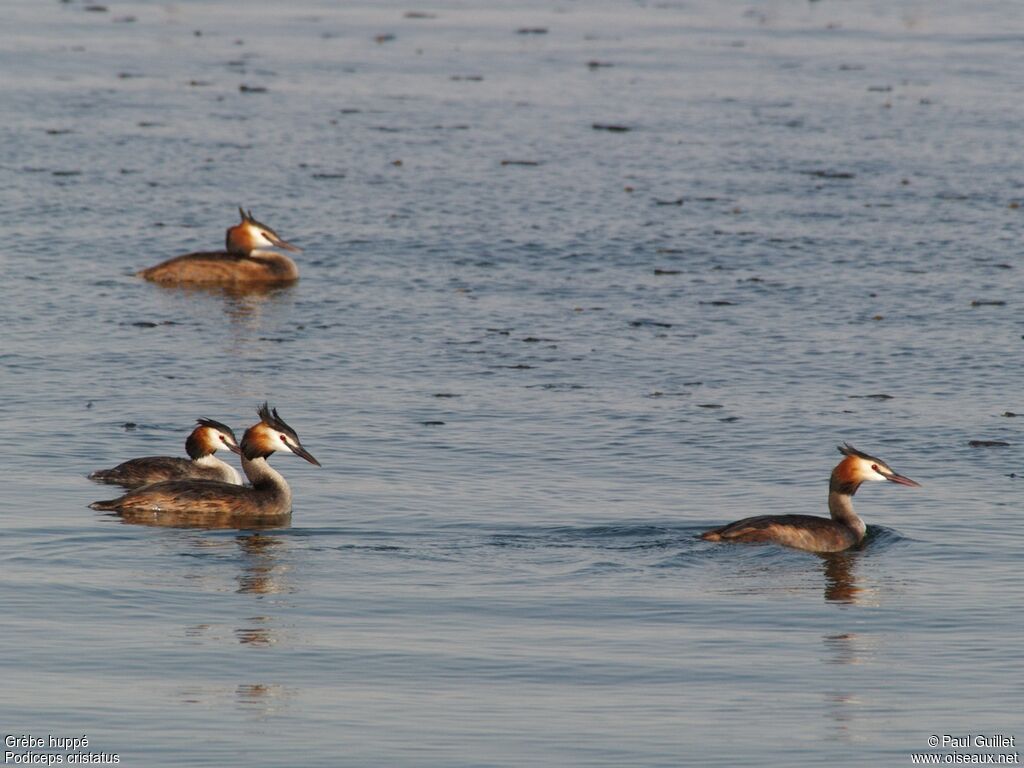 Great Crested Grebe