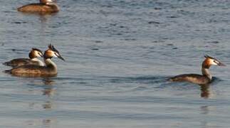 Great Crested Grebe