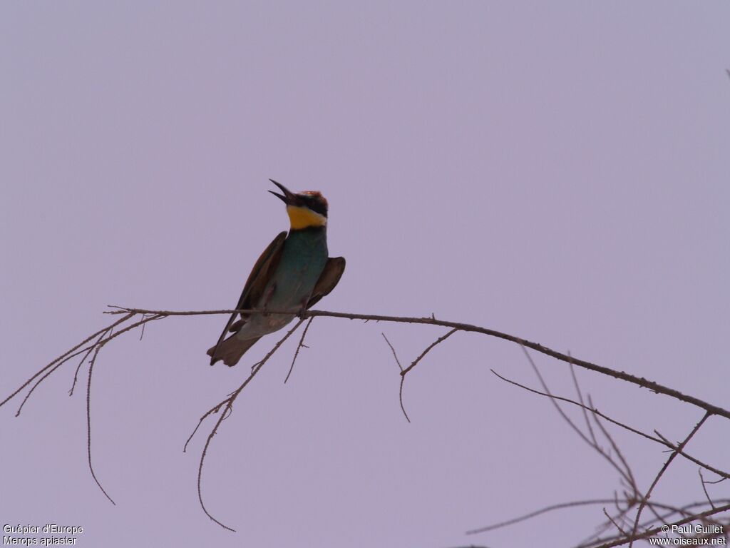 European Bee-eater