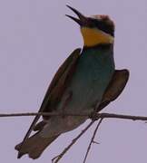 European Bee-eater