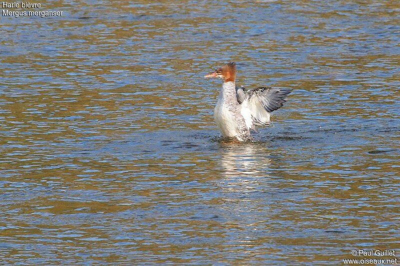 Common Merganser