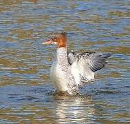 Common Merganser