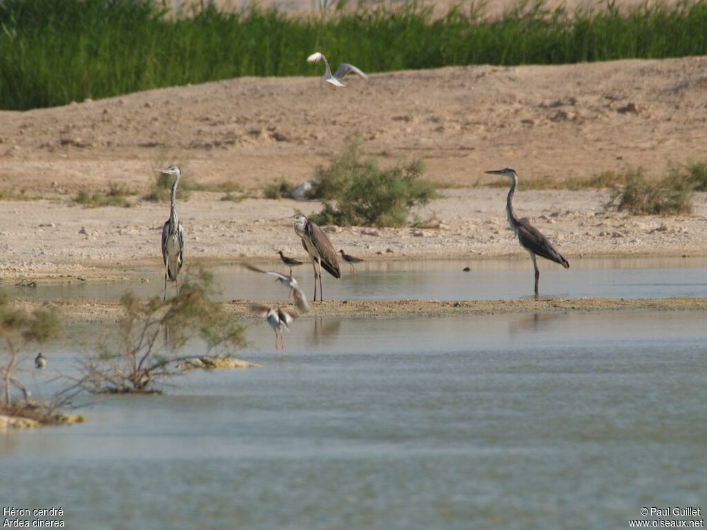 Grey Heron