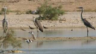 Grey Heron