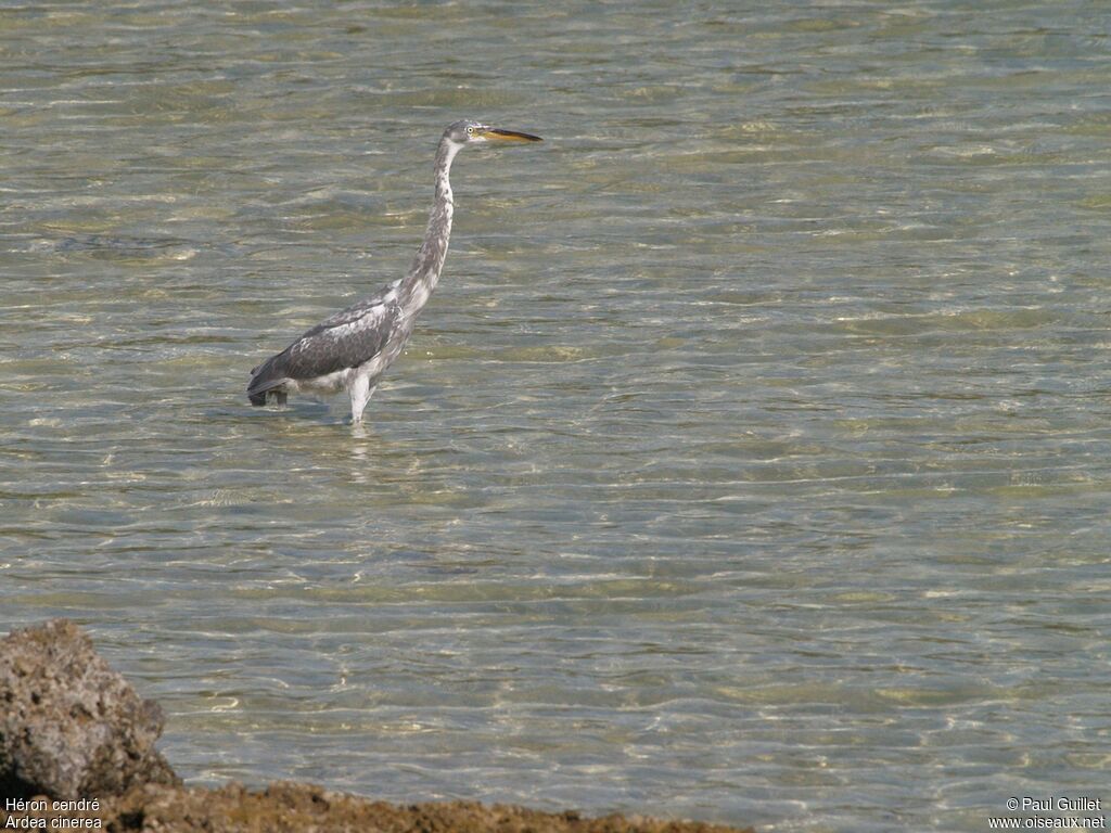 Grey Heronjuvenile