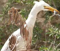 Western Cattle Egret