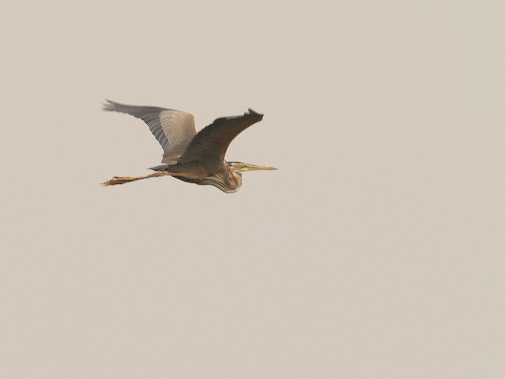 Purple Heron