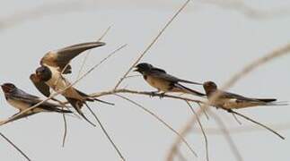 Barn Swallow