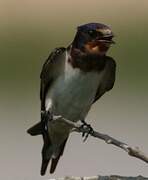 Barn Swallow