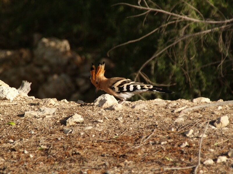 Eurasian Hoopoe