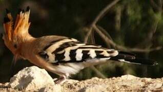 Eurasian Hoopoe