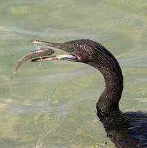 Cormoran de Socotra